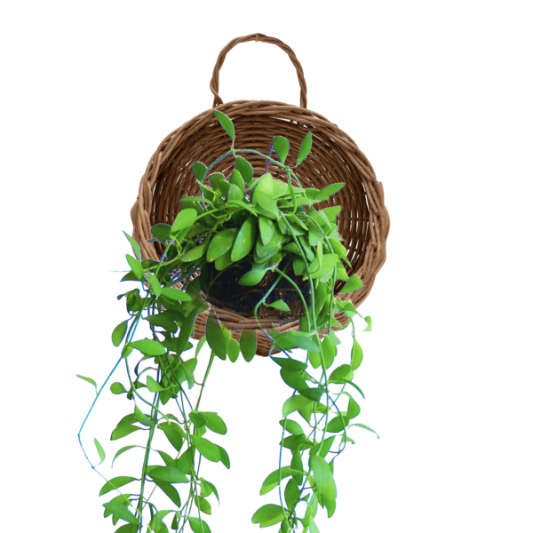 Amara Rattan Hanging Planters